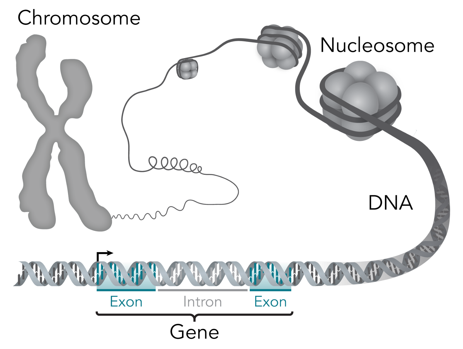 Reference pic about chromosomes, DNA, nucleosome, etc.