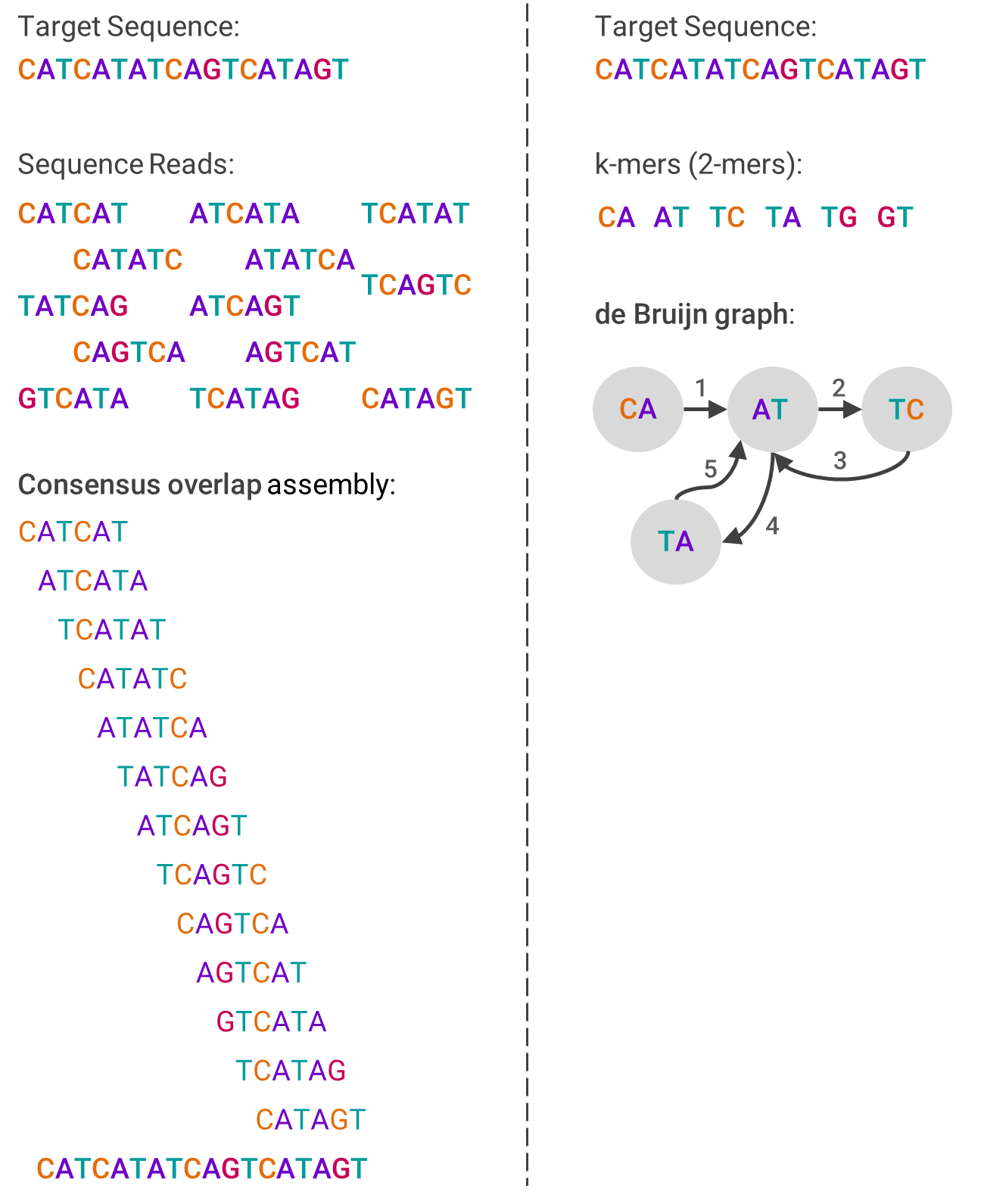 Visualizing the de Bruijn graph and overlap-layout-consensus algorithms, by Kelly Shortridge