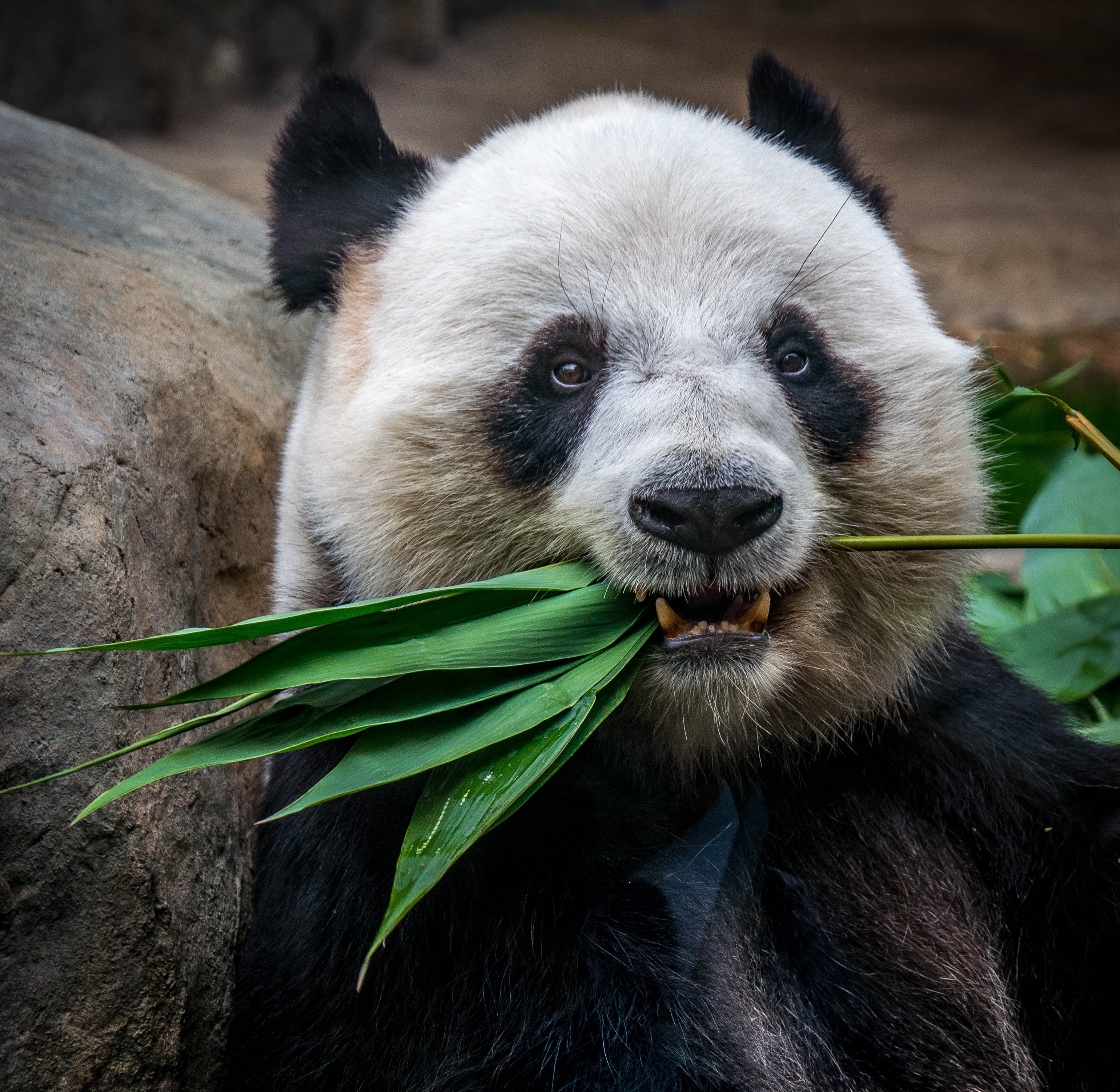 Picture of a panda